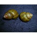 Waterplants Sumpfdeckelschnecke