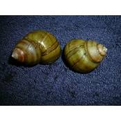 Waterplants Sumpfdeckelschnecke Vergleich