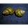 Waterplants Sumpfdeckelschnecke