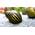 Waterplants Zebra Rennschnecken