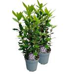 Weseler Kräuterparadies 2er Set Lorbeer Pflanze