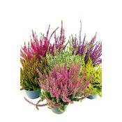 Weseler Kräuterparadies Callunen-Set Vergleich