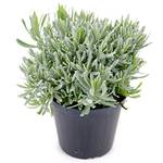 Weseler Kräuterparadies Italienischer Lavendel