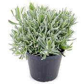 Weseler Kräuterparadies Italienischer Lavendel Vergleich