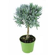 Weseler Kräuterparadies Lavendel Baum