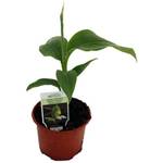 Weseler Kräuterparadies Musa Basjoo