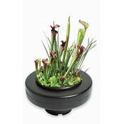 Wfw wasserflora 6090260AD Vergleich