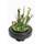 Wfw wasserflora 6090260AD