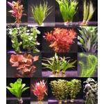 WFW Wasserflora Aquarium-Pflanzen (s080)
