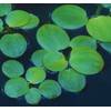 Wfw wasserflora oD_11540ST