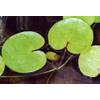 Wfw wasserflora oD_1168AA