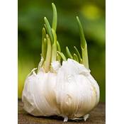 Wjkwy-Q Pflanzknoblauch Winterhart Vergleich