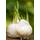 Wjkwy-Q Pflanzknoblauch Winterhart