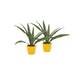 WL PLANTS Drachenbaum Vergleich