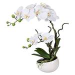 wohnfuehlidee Orchidee Phalenopsis