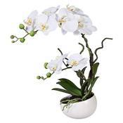 wohnfuehlidee Orchidee Phalenopsis
