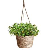 Yanjinghe Blumentöpfe