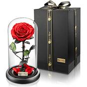 YourRoses Premium Rose