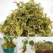 Yunstk Natürliches Sphagnum Moos Vergleich