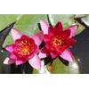 Zac Wagner 23758 Nymphaea froebeli