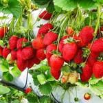 Zielonyogrod Klettererdbeere Selva