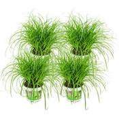Zynesflora CYP-004 Vergleich