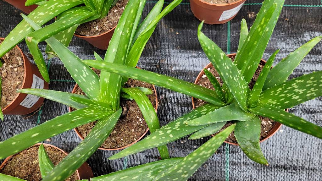 Getestete Aloe-vera-Pflanzen von oben ersichtlich, die nebeneinander auf einer Plane stehen.