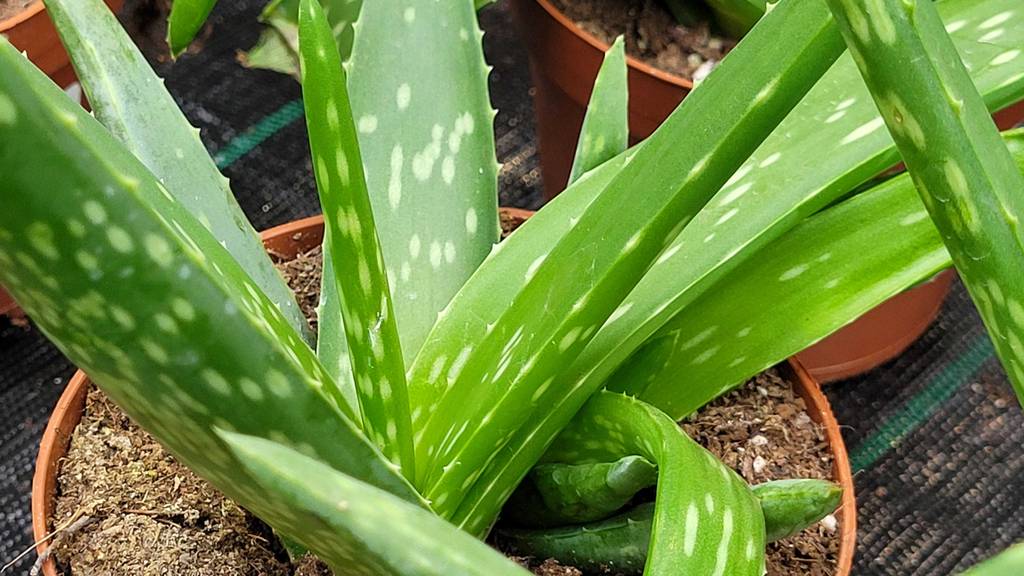 Nahaufnahme der Blätter der getesteten Aloe-vera-Pflanze.