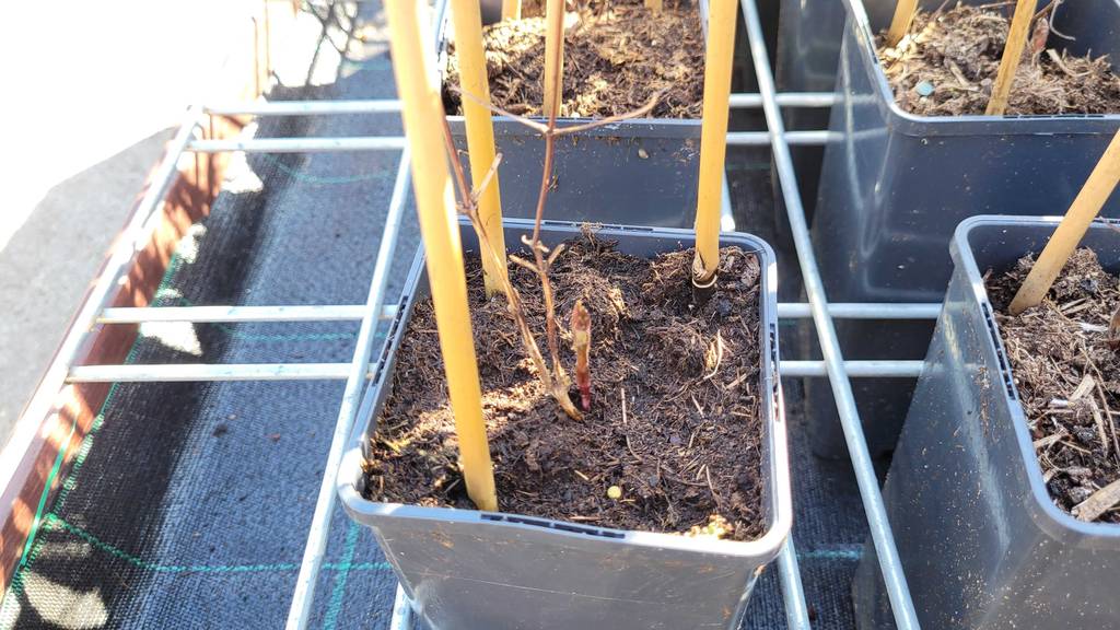 Der Topf der getesteten winterharten Kletterpflanze in Nahaufnahme.