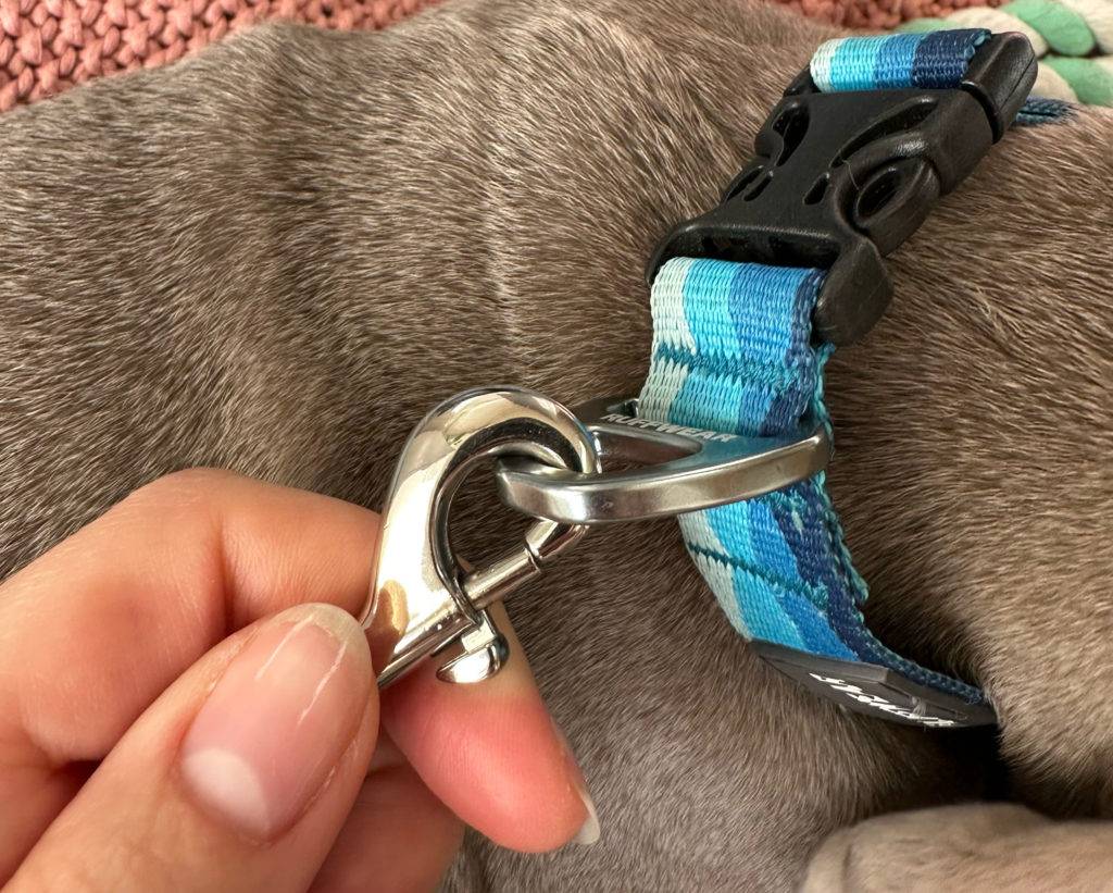 Welpenleine-Test: eine Welpenleine ist am Hundehalsband angehängt.