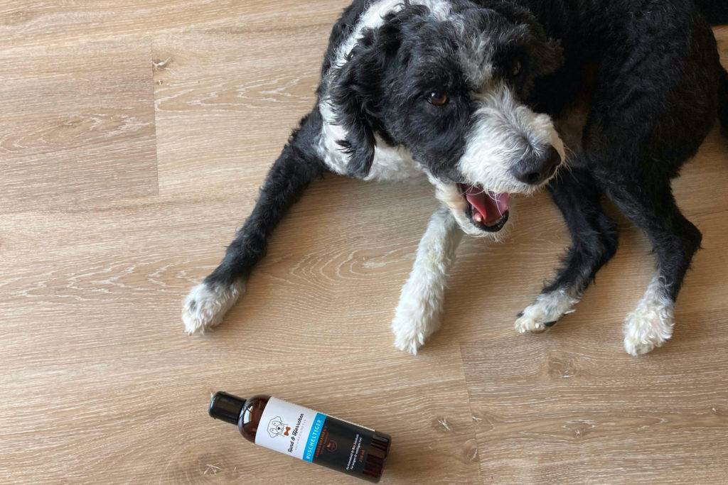 Hundeshampoo mit Hund