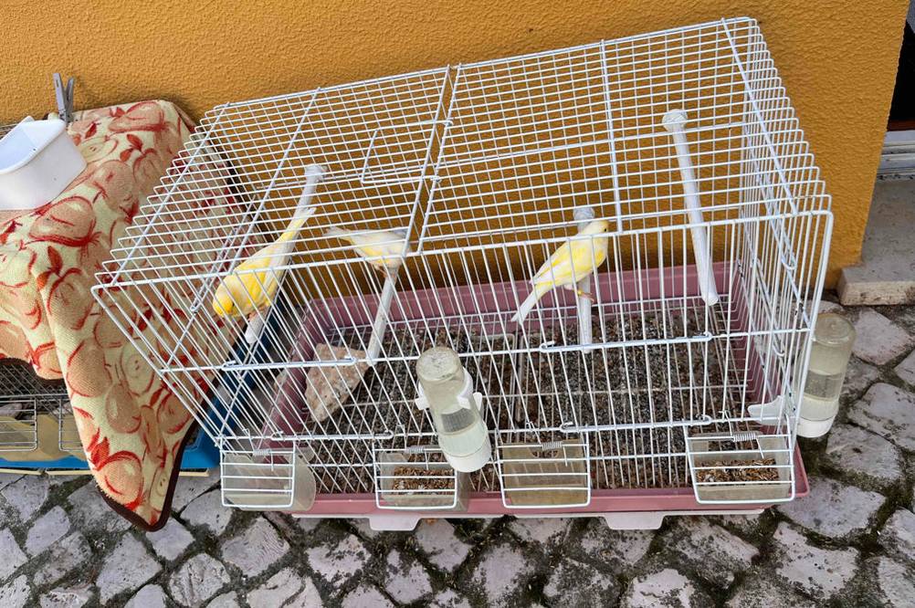 Vogelkäfig-Test: Vogelkäfig mit drei Vögel darin steht im Freien.