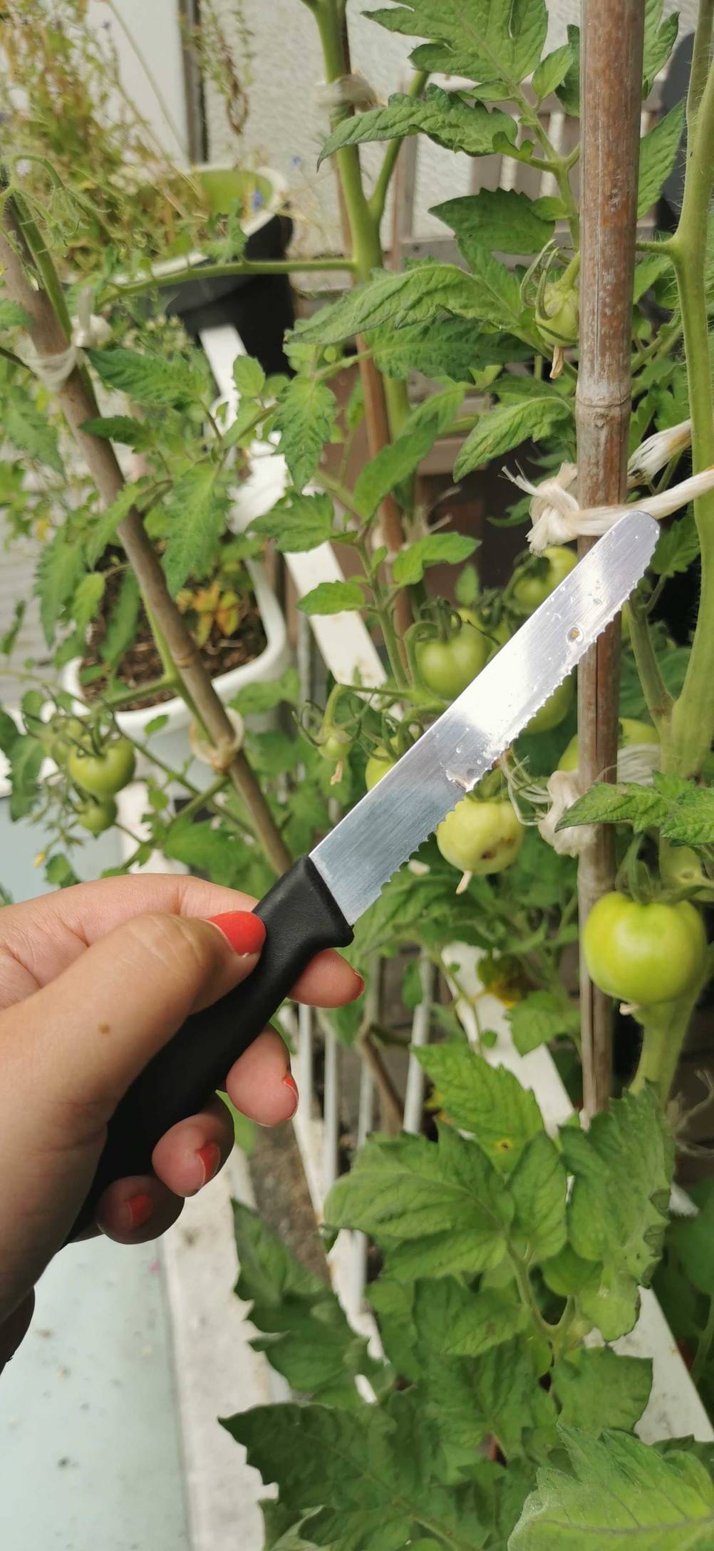 tomatenmessser-test: Eine Hand hält ein getestetes Tomatenmesser vor mehrere Tomatenpflanzen.