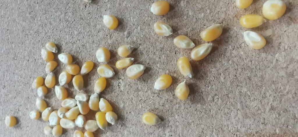 Popcornmais ausgestreut.