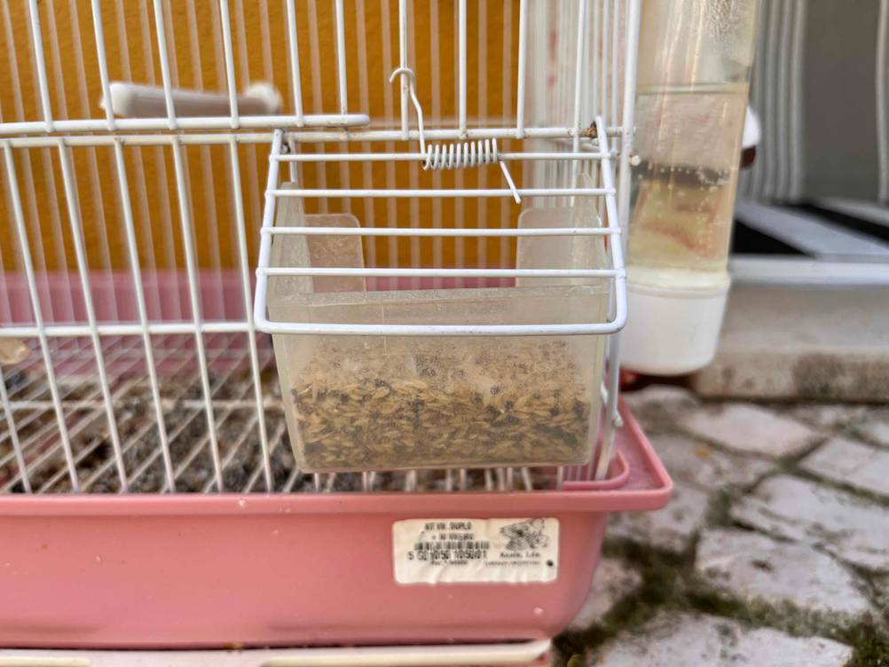 Vogelfutterspender im Test: Vogelkäfig und davor ein Vogelfutterspender mit Vogelfutter darin.
