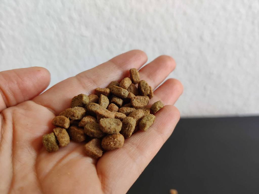 Katzenfutter in der Hand.