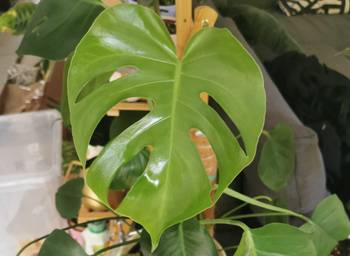 glckskastanie kaufen ikea Glckskastanie - Pachira aquatica