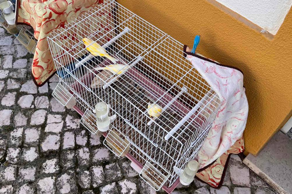 Vogelkäfig im Test: zwei Vogelkäfige an einer Hausmauer stehend mit Vögel darin.