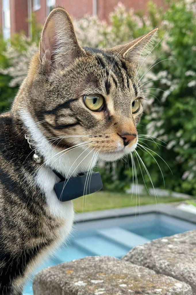 Das getestete Gps für Katzen wird von einer Katze getragen.