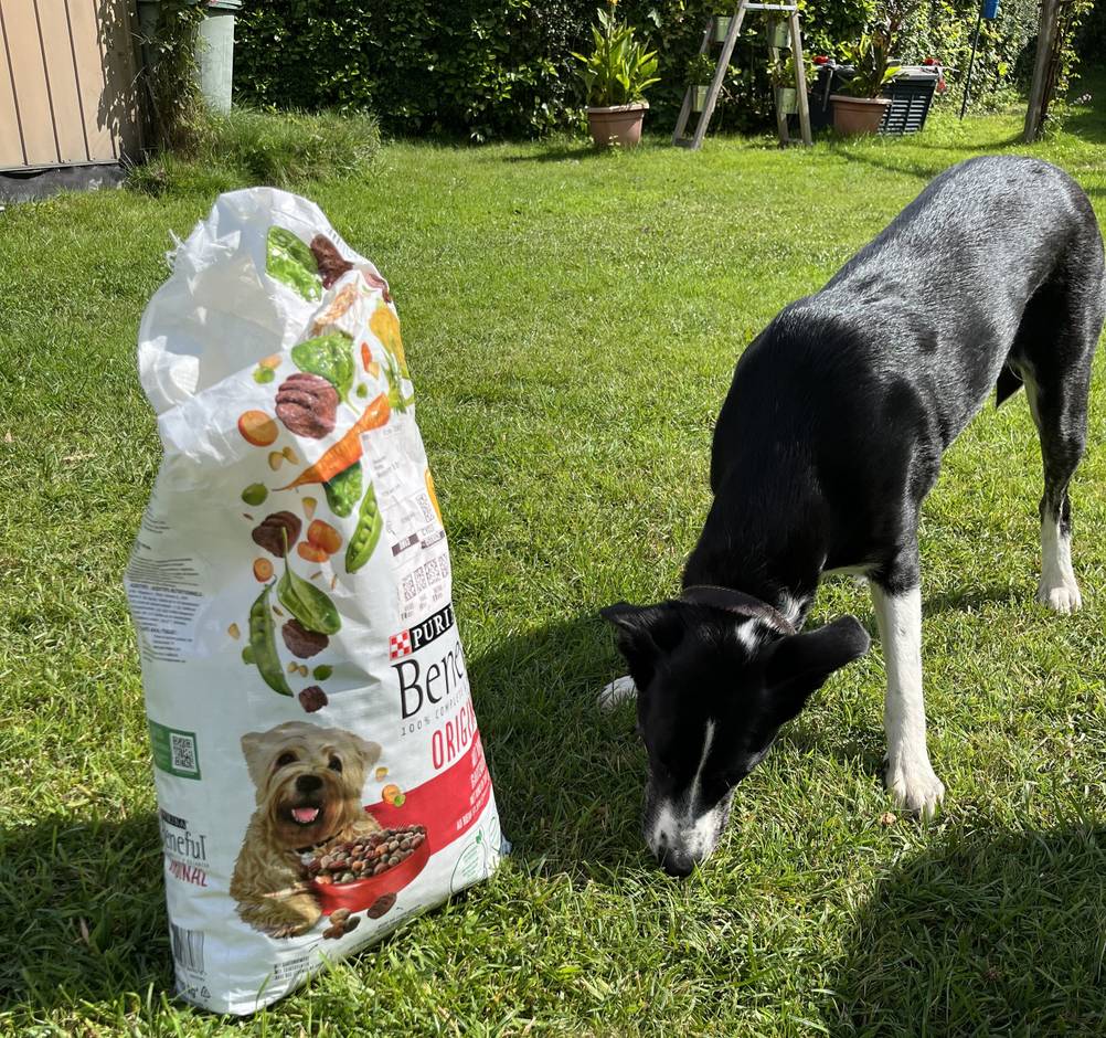 Ein Hund schnüffelt im Garten an einem Sack des getesteten Hundetrockenfutters.