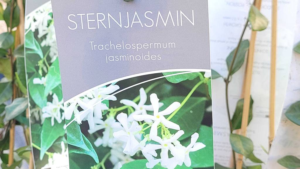 Nahaufnahme des Etiketts der getesteten Jasmin-Pflanze.
