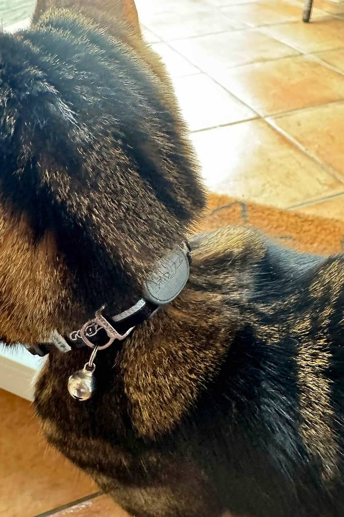 Das getestete Gps für Katzen, wird von einer Katze getragen, mit Blick auf den Nacken.
