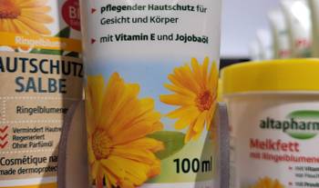 blauregen veredelt veredelter Blauregen Profilic