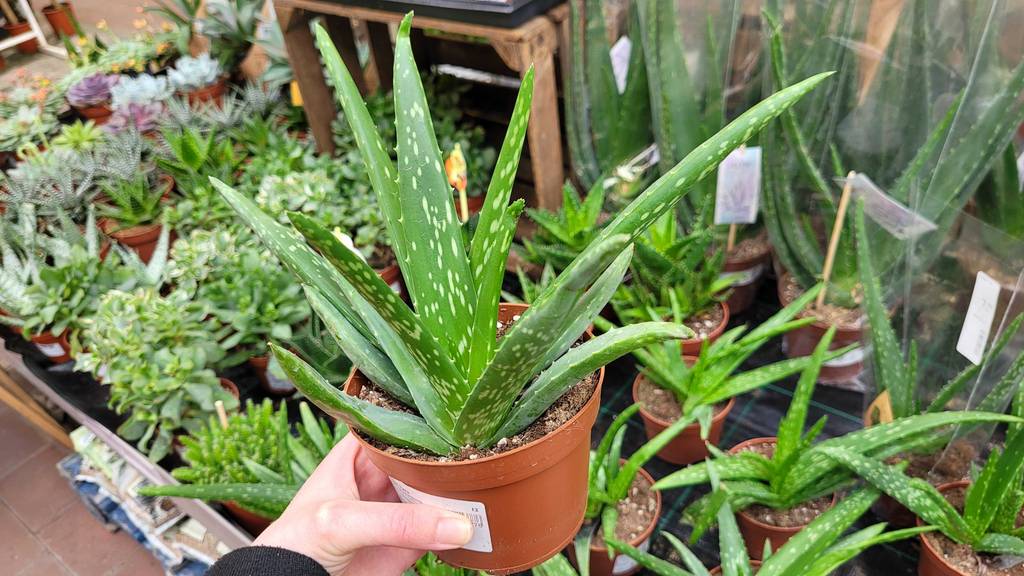 Eine getestete Aloe-vera-Pflanze wird in der Hand gehalten.
