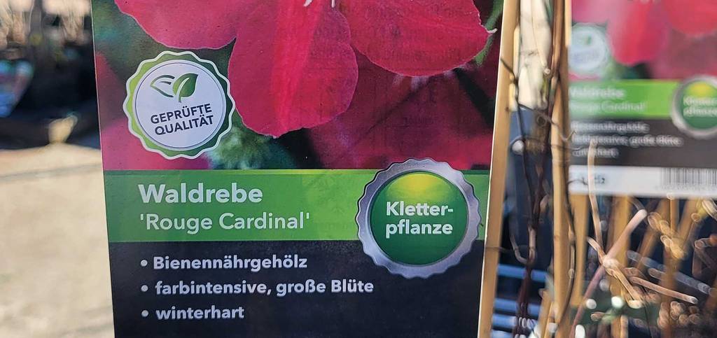 Nahaufnahme des Etiketts der getesteten winterharten Kletterpflanze .