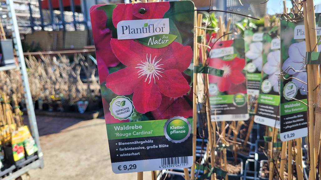 Das Etikett, das auf der getesteten winterharten Kletterpflanze befestigt ist, von vorne ersichtlich mit Preis darauf gedruckt.