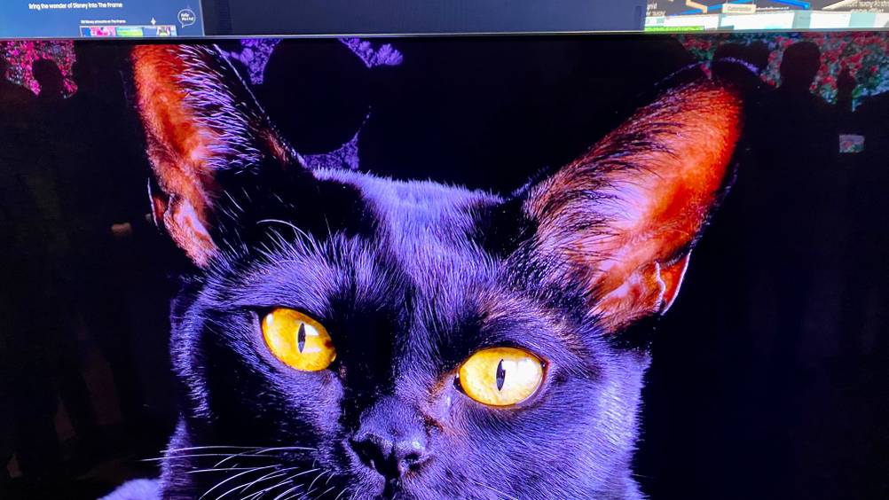 Samsung-Fernseher-65-Zoll im Test: oberer Teil eines Samsung-Fernsehers im eingeschalteten Zustand mit einer Katze als Standbild.