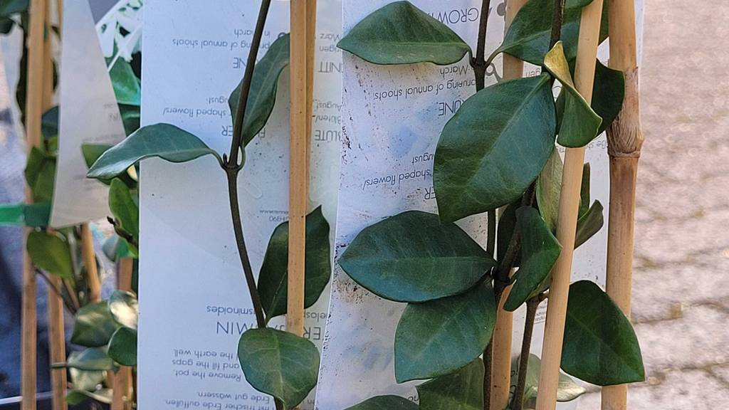 Blätter der getesteten Jasmin-Pflanze in Nahaufnahme.