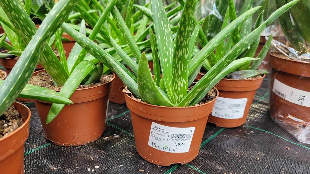 Test: Aloe-vera-Pflanze stehen auf einer Plane, ohne Übertop, worauf der Preis ersichtlich ist.