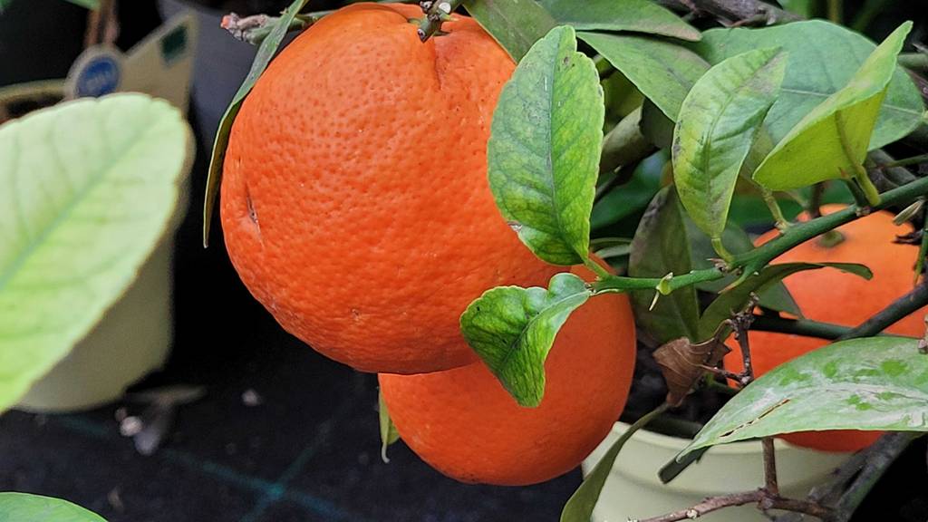 Nahfuanhme der Frucht der getesteten Zitruspflanze.